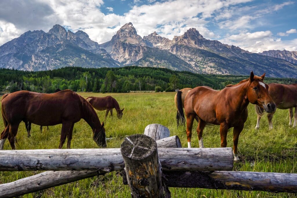 Four brown horses stand in a green meadow behind a wooden fence in front of the Teton mountains in Grand Teton National Park.